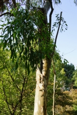 ユーカリ・グロブルスの木